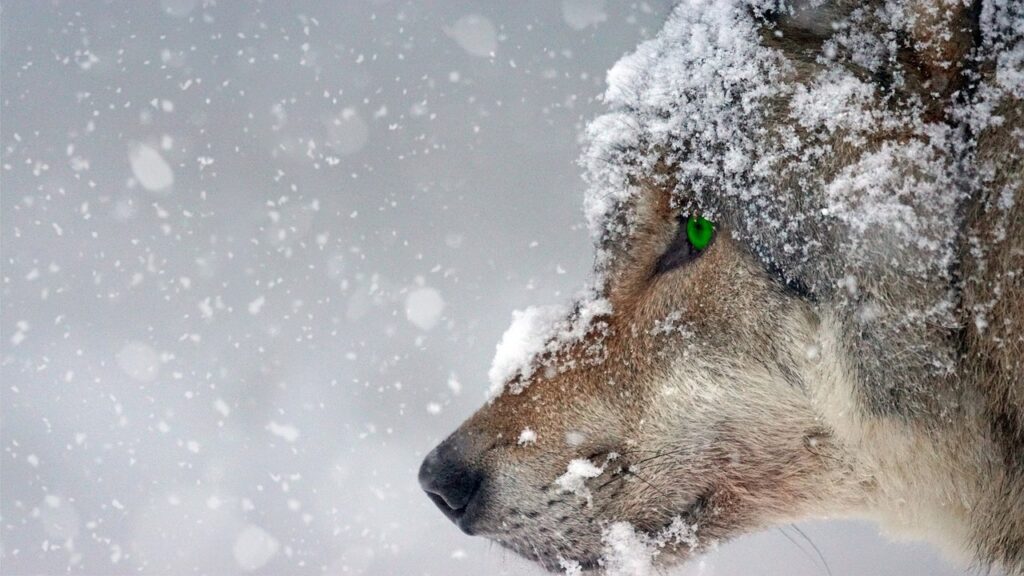 wolf, winter, nature wolf names