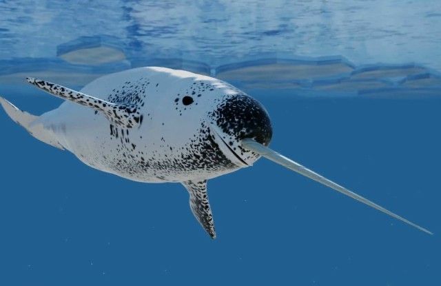 narwhal in water