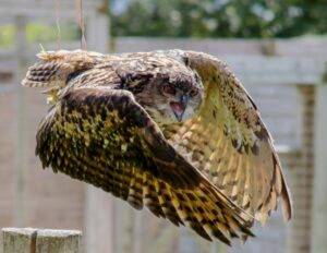 A stunning image of an eagle owl in flight showcasing its striking plumage and piercing eyes.