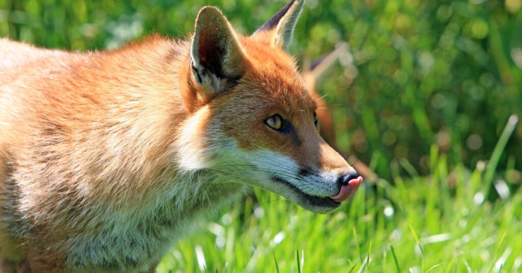 Red fox in nature, licking its nose amidst green foliage, captured outdoors. Fox Names