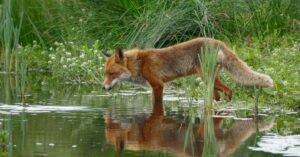 A red fox (Vulpes vulpes) drinks water in a lush green natural setting, reflecting tranquility.