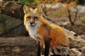 A red fox with stunning fur sits in a forested area, showcasing its natural beauty and alertness.