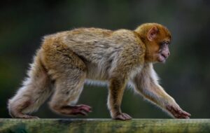 barbary macaque, monkey, animal