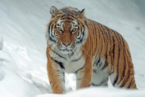 tiger, siberian tiger names, nature