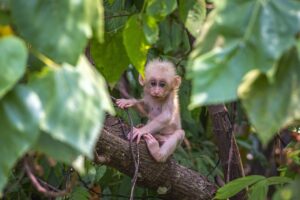 baby monkey, animal, tree