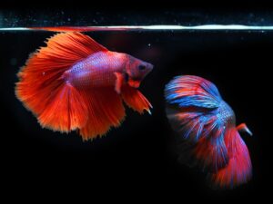 siamese fighting fish, fighting fish,red fish