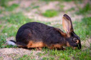 Adorable black-brown rabbit nibbling on grass outdoors.
Black Rabbit Names