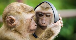 A macaque monkey curiously examines its reflection in a handheld mirror outdoors.