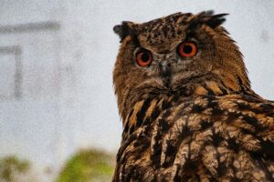 A detailed close-up of a Eurasian eagle-owl, showcasing its striking orange eyes and intricate feather patterns.