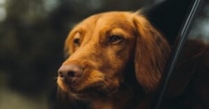 A golden retriever pokes its head out of a car window, enjoying a scenic drive.