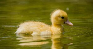 A cute duckling gracefully swims in a tranquil pond, showcasing nature's beauty.