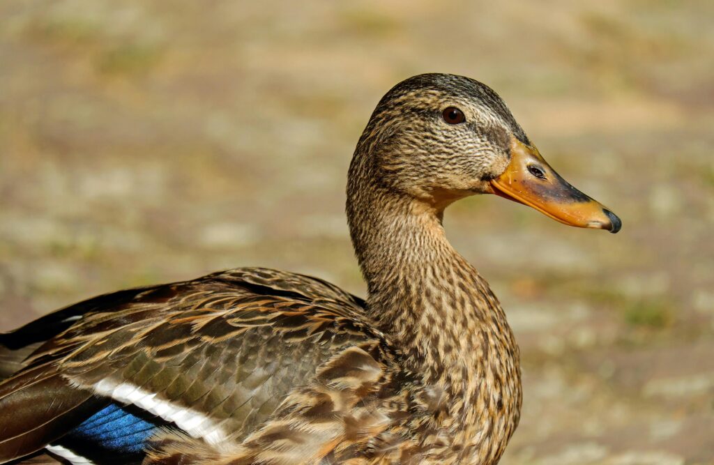 A close-up image of a mallard duck highlighting its detailed plumage and natural surroundings.