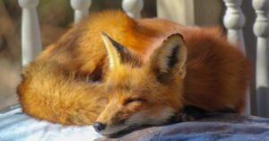 A serene red fox sleeping on a porch railing, enjoying a sunny day outdoors.