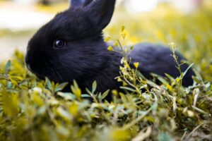 Close-up of a black rabbit in a lush, green field. Perfect for Easter themes.Black Rabbit Names