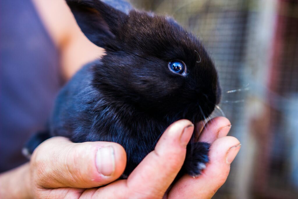 Adorable black bunny being held gently in human hands outdoors. Perfect for Easter theme.