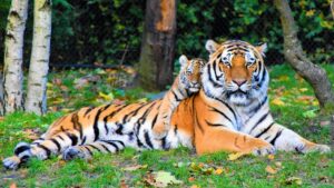 A Bengal tiger and cub resting together outdoors in a natural setting, displaying wildlife bonding.tiger names