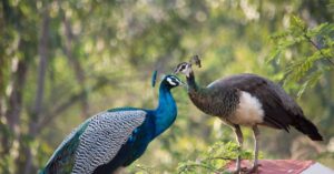 Stunning image of two peacocks interacting in the wild, Tamil Nadu, India.