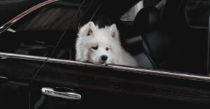 A fluffy Samoyed dog looking out from a car window, capturing a moment of curiosity and travel.