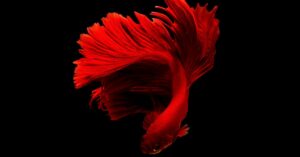 Stunning close-up of a red Betta fish with flowing fins on a black background.