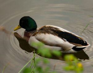 A mallard duck with striking plumage swimming peacefully in a calm pond.