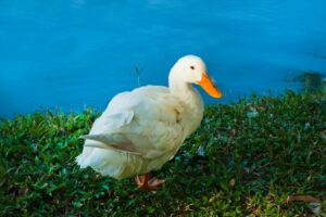 A serene white duck standing by a vibrant blue lake surrounded by grass.