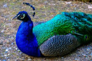 Close-up of a vivid peacock displaying its colorful plumage outdoors.