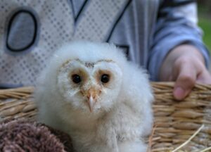 Cute baby owl with fluffy feathers held in a woven basket, showcasing its delicate features.