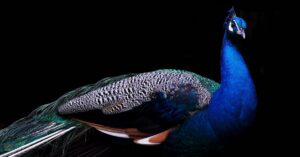 Close-up of a vibrant blue peacock showing its colorful feathers against a dark background.