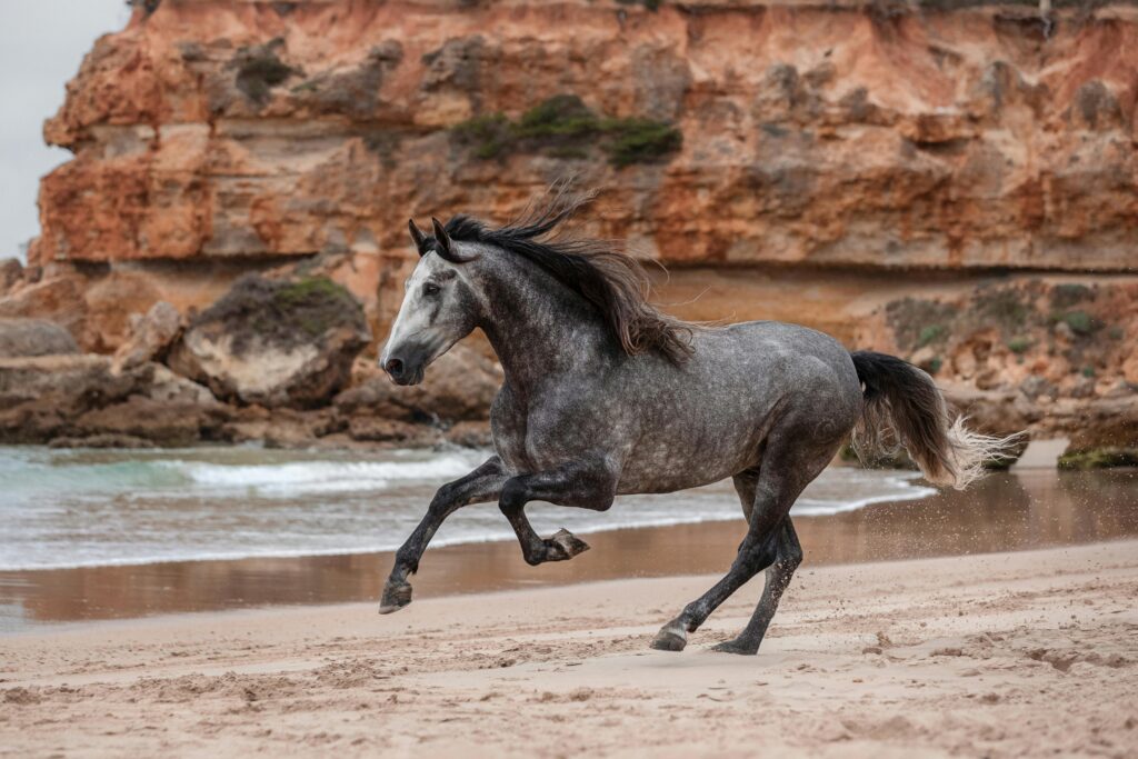 A stunning grey horse gallops along the sandy beach in Conil de la Frontera, Spain.