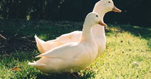 Two white ducks walking on sunlit green grass in an outdoor setting.