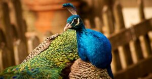 A stunning close-up of a peacock showcasing its colorful feathers in natural lighting.