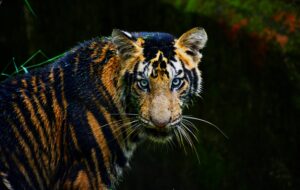 Close-up of a Bengal tiger with fierce blue eyes, showcasing its stunning stripes in a natural habitat.