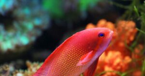 Colorful red fish swimming among coral in a vibrant underwater scene.