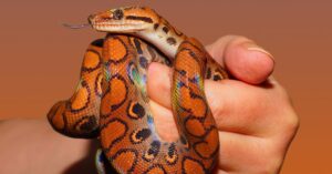 Close-up shot of a vibrant rainbow boa constrictor being held with a warm background. snake in hand