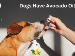 Can Dogs Have Avocados?