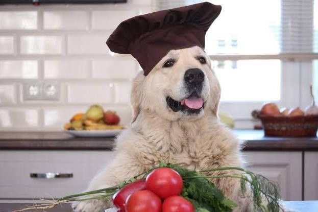 Can Dogs Eat Tomatoes? Risks and Rules