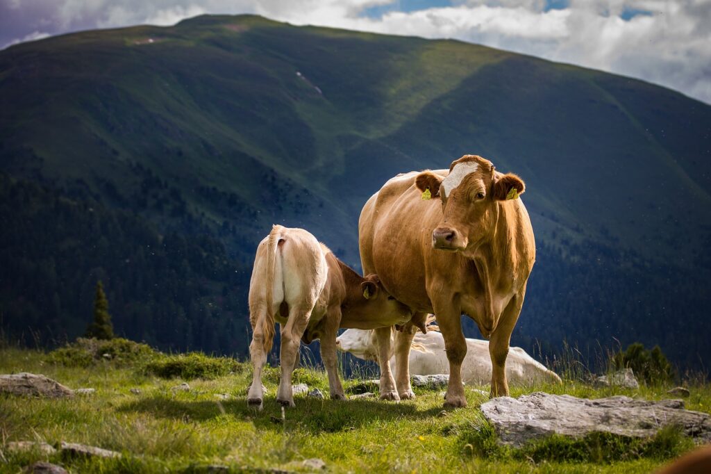 cow, calf, pasture