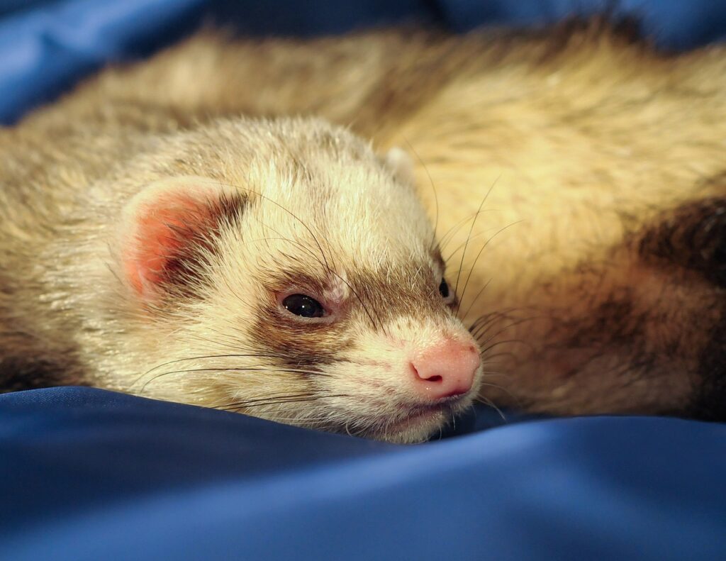 ferret, putoisé, mustélidé, drowsy, animal, ferret, ferret, ferret, nature, ferret, ferret