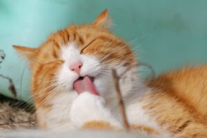 cat, pet, licking funny Cat Nmaes