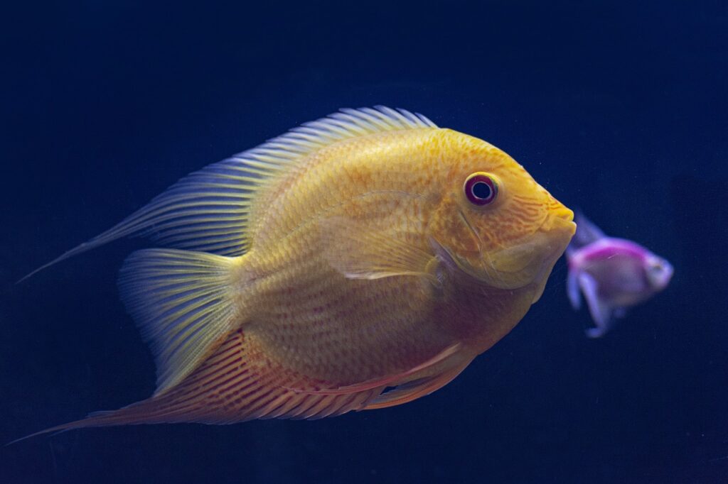 fishes, underwater, yellow fish, blue water, aquarium, red eyed, nature, fish, fish, fish, fish, fish, fish
yellow fish names ideas