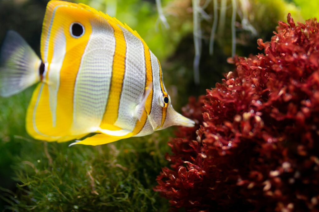 Butterfly fish exploring red coral in a lush underwater world, showcasing marine life beauty.yellow fish names ideas