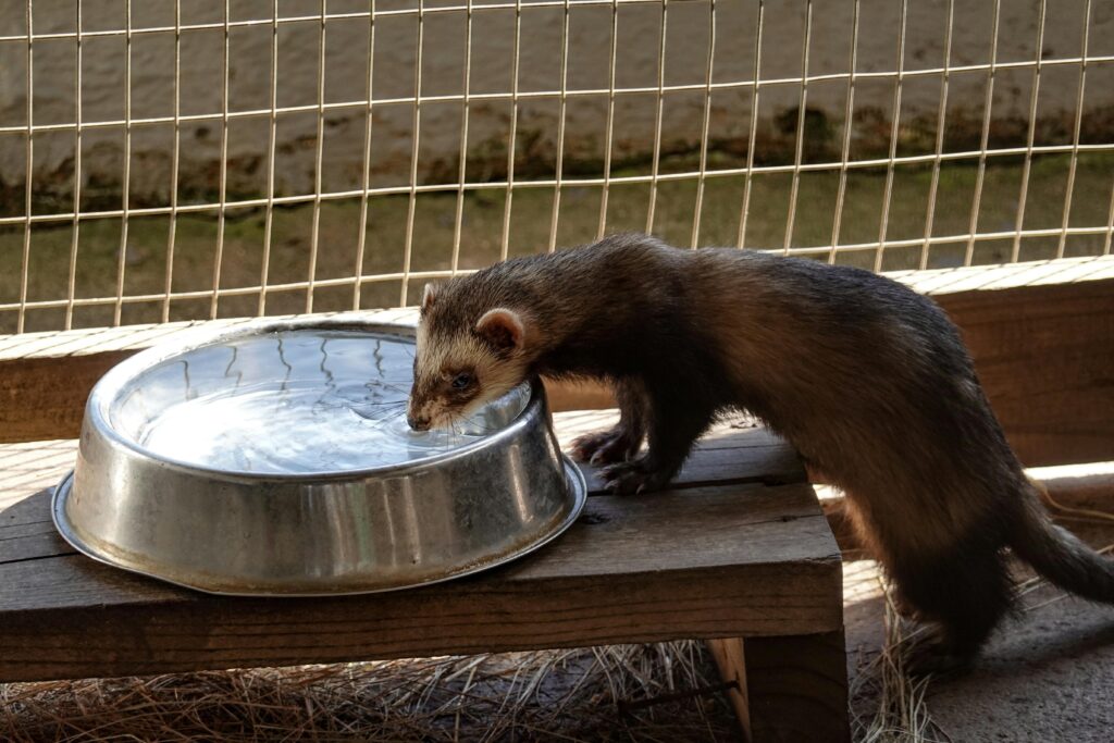 A curious ferret drinks water from a metal bowl in an outdoor enclosure. Ferrets name