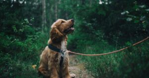 Adorable cocker spaniel puppy enjoying a walk in a lush Swedish forest.