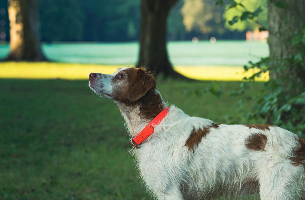 Brittany Spaniel dog with orange collar standing in a sunny park.