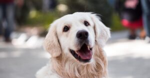 Golden Retriever smiling outdoors with shallow depth of field focus.