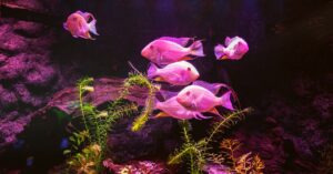 Colorful fish swimming among plants in a pink-lit aquarium.