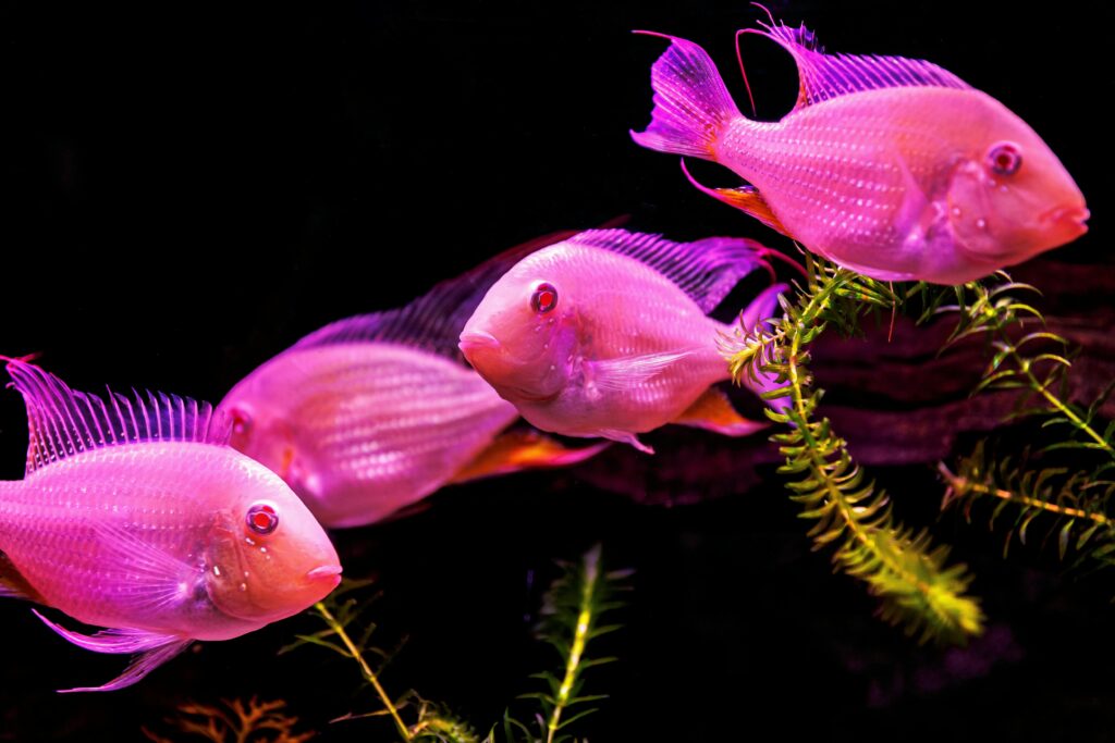 Four pink cichlids gracefully swimming in an aquarium with vivid colors and aquatic plants.