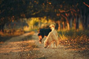 Two dogs wander a sunlit trail in a scenic autumn landscape. Can Dogs Have Avocados?