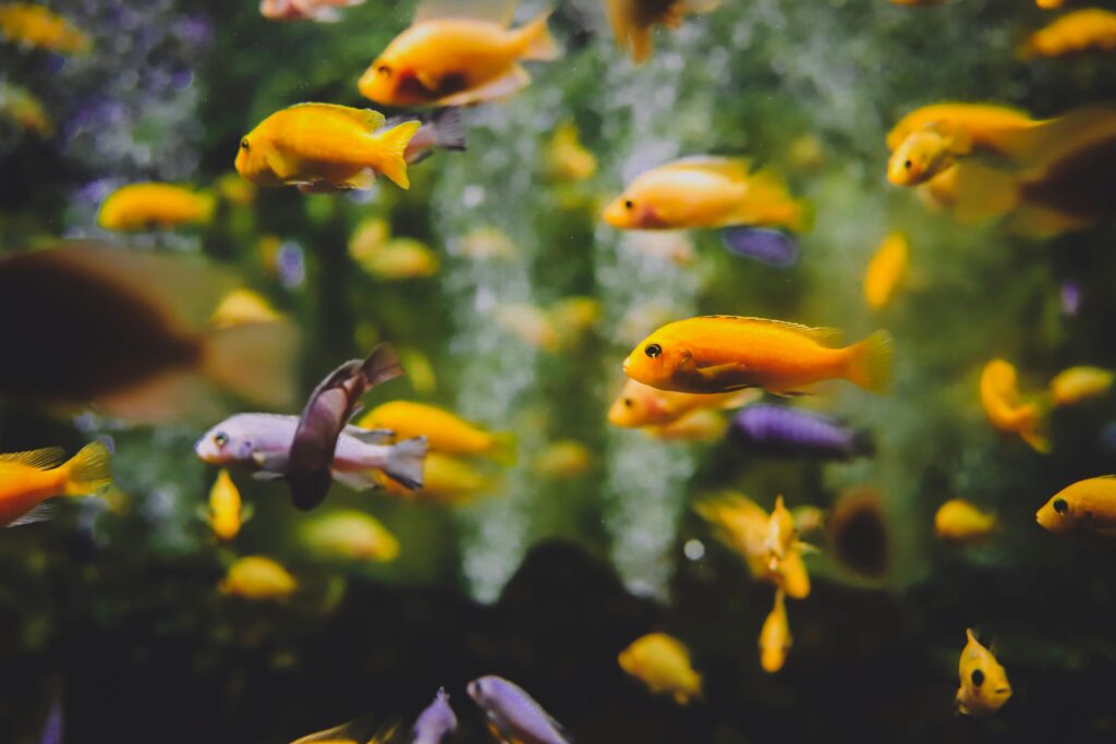 Vibrant tropical fish swimming gracefully in a lush aquarium setting.
yellow fish names ideas