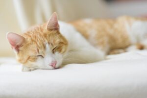 Adorable ginger cat sleeping peacefully on a soft bed indoors. Perfect depiction of relaxation.Funny Cat Names